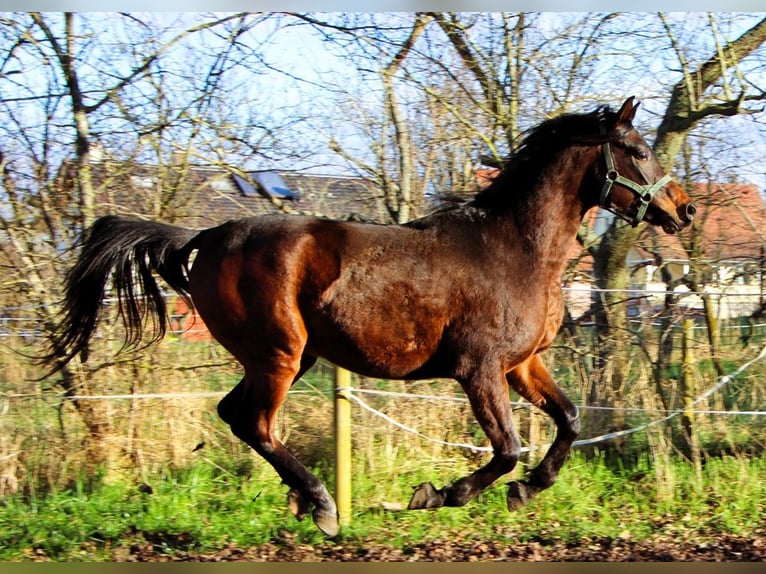 Pura Raza Árabe Caballo castrado 2 años 150 cm Castaño oscuro in Kehl