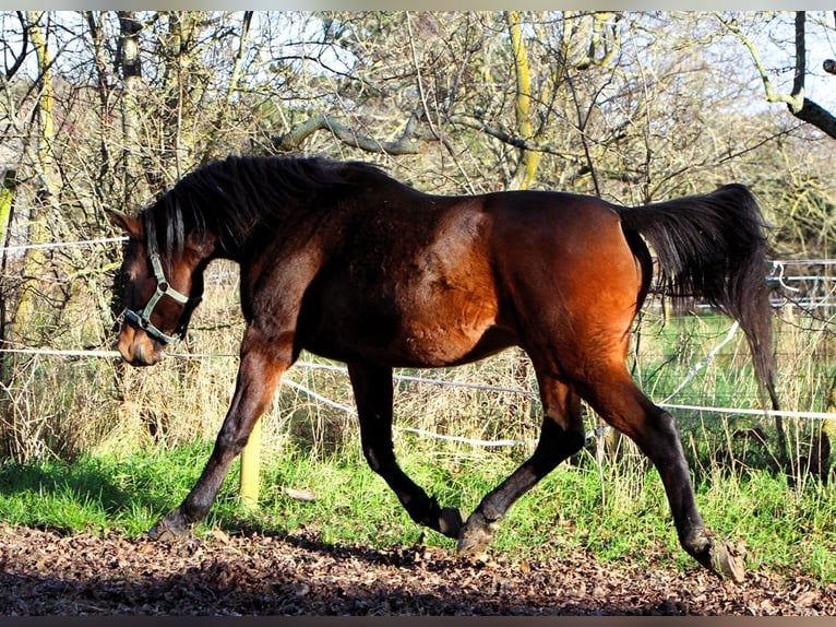 Pura Raza Árabe Caballo castrado 2 años 150 cm Castaño oscuro in Kehl