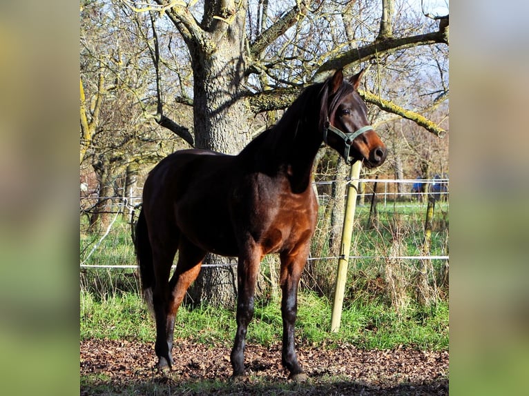 Pura Raza Árabe Caballo castrado 2 años 150 cm Castaño oscuro in Kehl