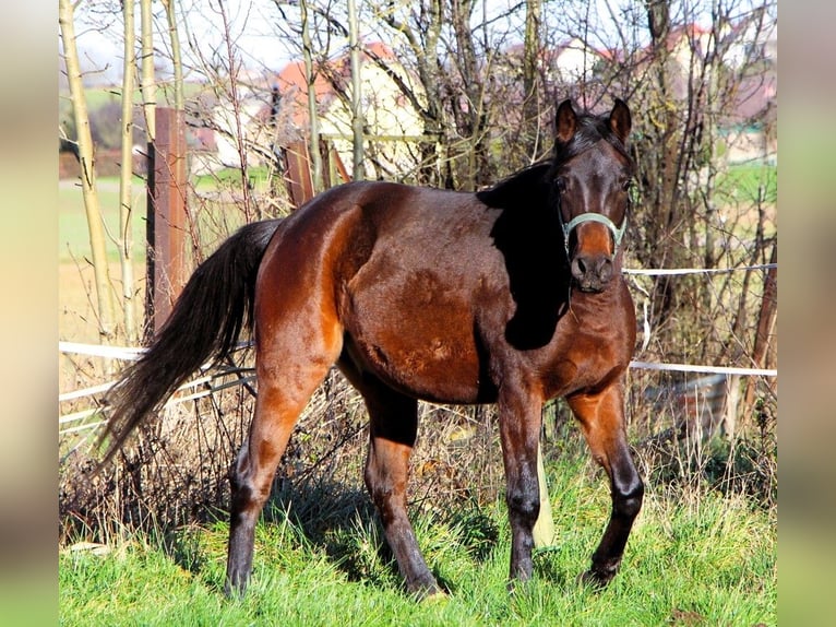 Pura Raza Árabe Caballo castrado 2 años 150 cm Castaño oscuro in Reutenbourg