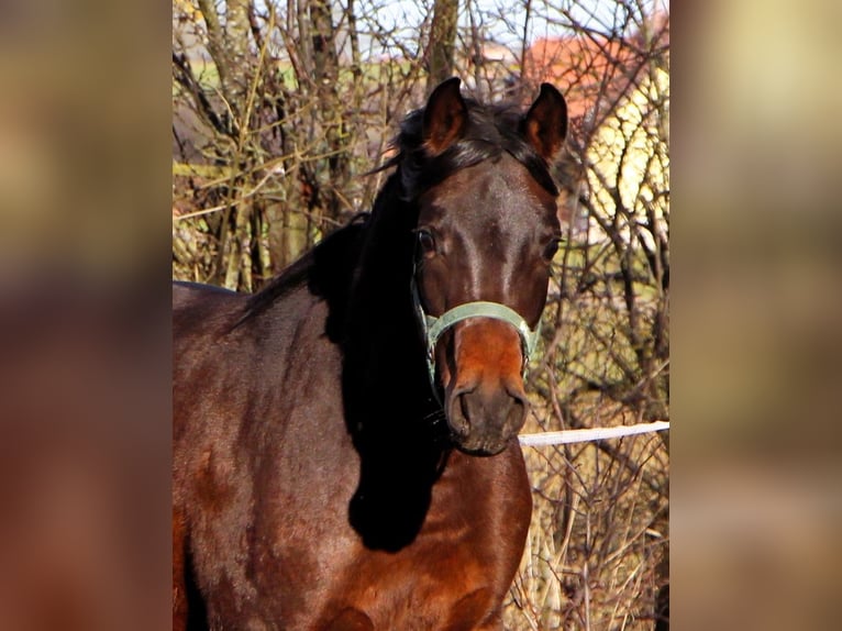 Pura Raza Árabe Caballo castrado 2 años 150 cm Castaño oscuro in Reutenbourg