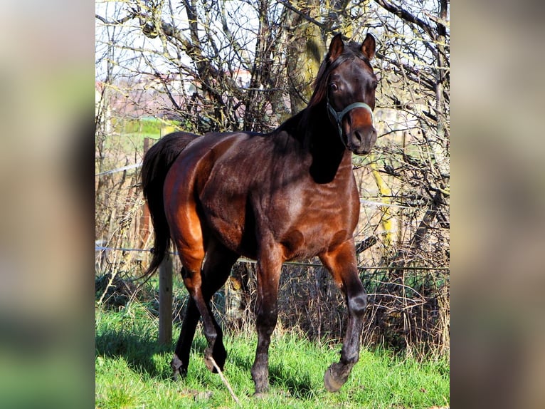 Pura Raza Árabe Caballo castrado 2 años 150 cm Castaño oscuro in Reutenbourg