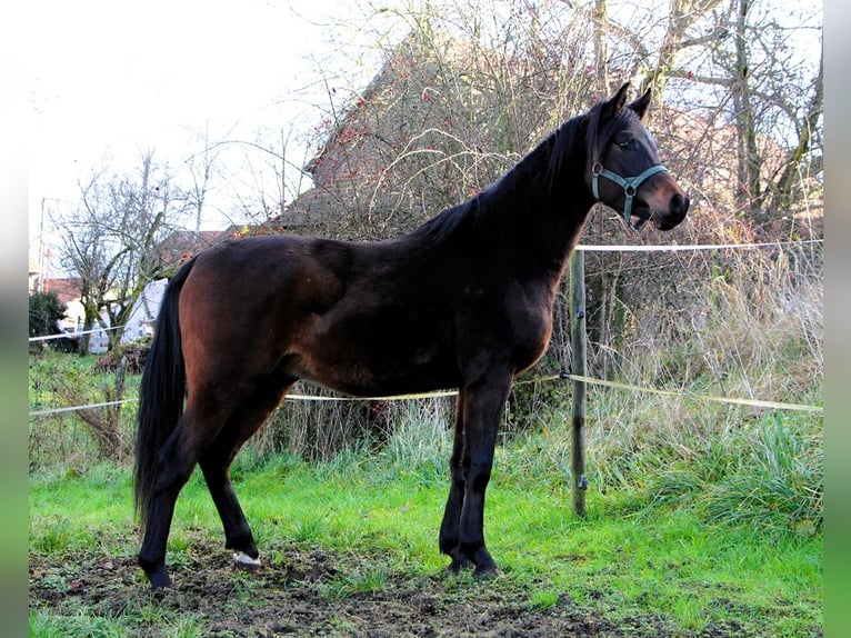 Pura Raza Árabe Caballo castrado 2 años 150 cm Castaño oscuro in Reutenbourg