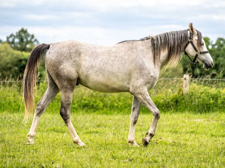 Pura Raza Árabe Caballo castrado 2 años 150 cm Tordo in Herzberg am Harz