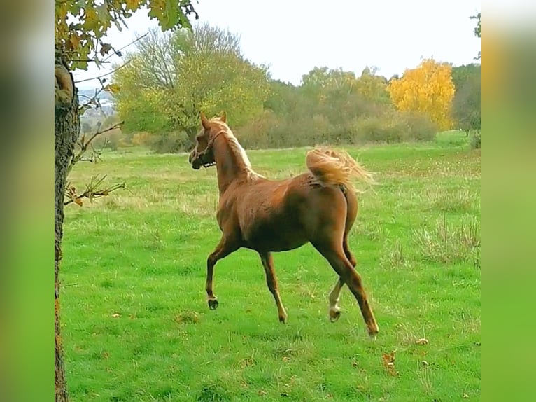 Pura Raza Árabe Caballo castrado 2 años 152 cm in Kassel