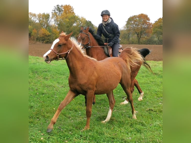 Pura Raza Árabe Caballo castrado 2 años 152 cm in Kassel