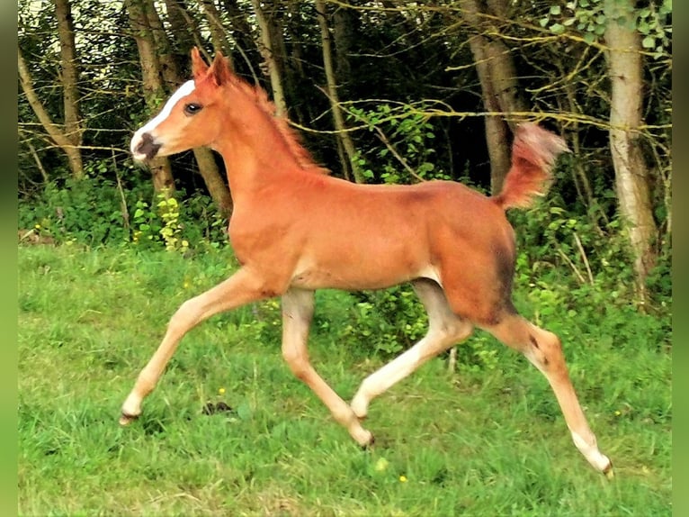 Pura Raza Árabe Caballo castrado 2 años 152 cm in Kassel