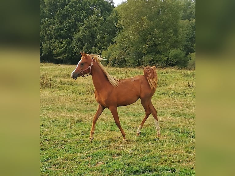 Pura Raza Árabe Caballo castrado 2 años 152 cm in Kassel