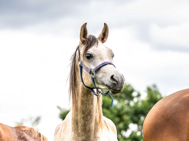 Pura Raza Árabe Caballo castrado 2 años 152 cm Tordo in Herzberg am Harz