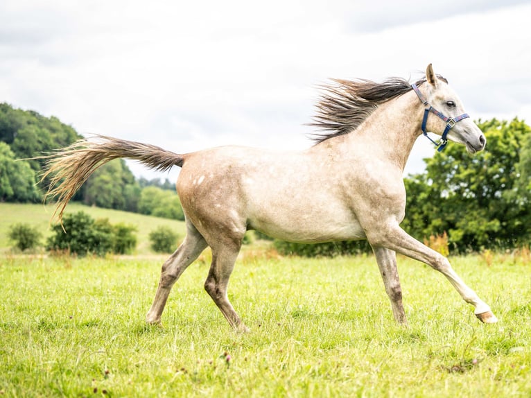 Pura Raza Árabe Caballo castrado 2 años 152 cm Tordo in Herzberg am Harz