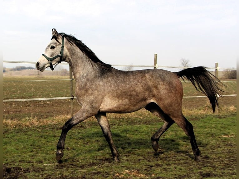 Pura Raza Árabe Caballo castrado 2 años 152 cm Tordo rodado in Kehl