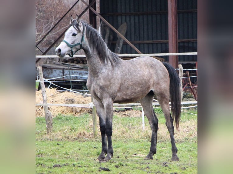 Pura Raza Árabe Caballo castrado 2 años 152 cm Tordo rodado in Kehl