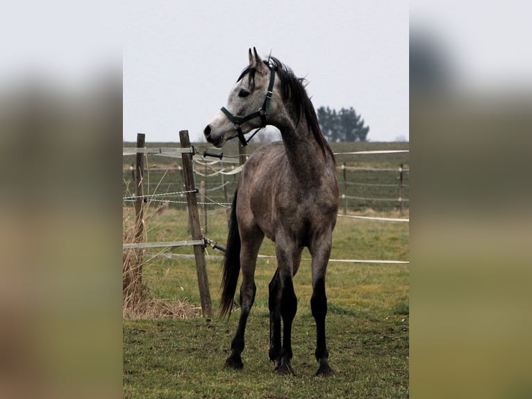 Pura Raza Árabe Caballo castrado 2 años 152 cm Tordo rodado in Kehl