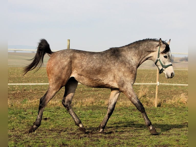 Pura Raza Árabe Caballo castrado 2 años 152 cm Tordo rodado in Kehl