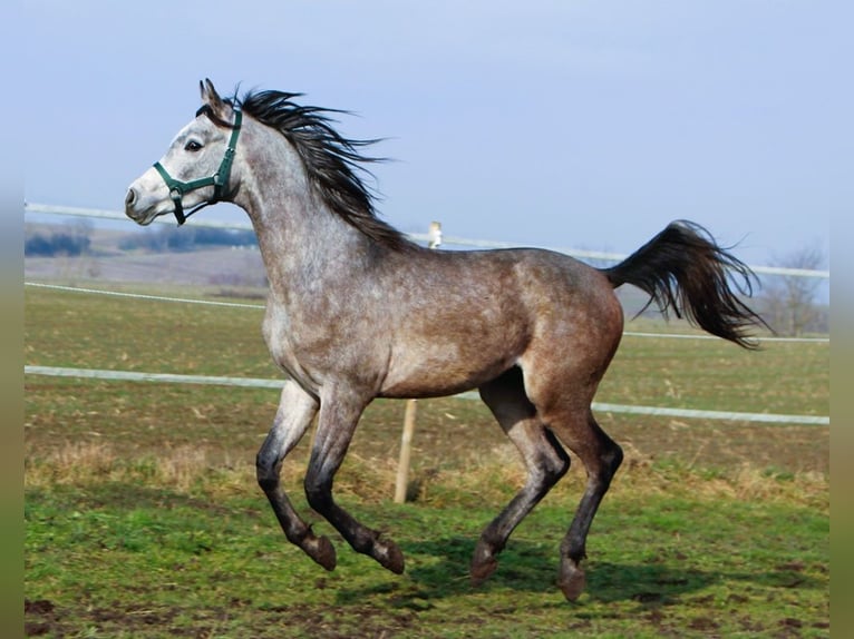 Pura Raza Árabe Caballo castrado 2 años 152 cm Tordo rodado in Kehl