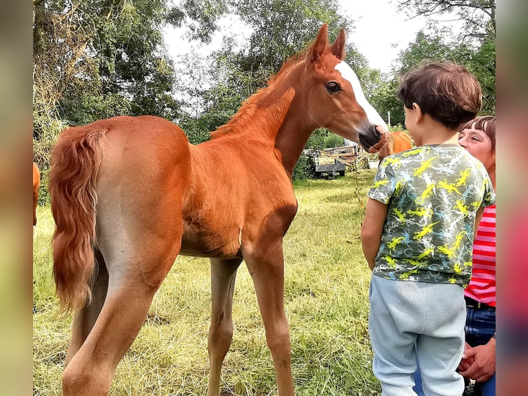 Pura Raza Árabe Caballo castrado 2 años 153 cm Alazán in Kassel