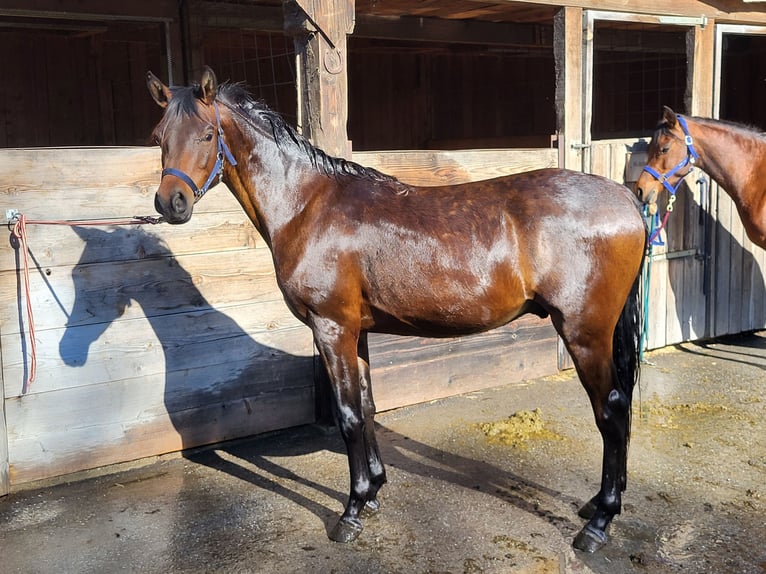 Pura Raza Árabe Caballo castrado 2 años 153 cm Castaño in Pogusch