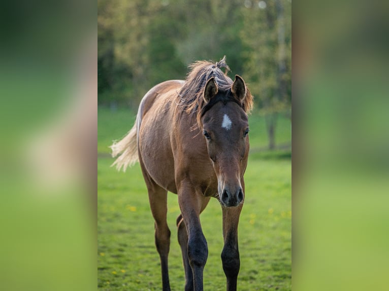 Pura Raza Árabe Caballo castrado 2 años 153 cm Castaño in Herzberg am Harz