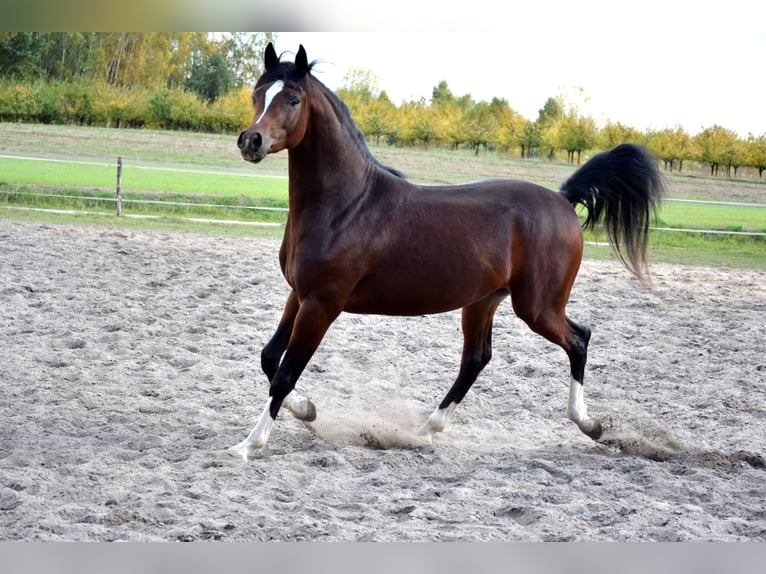 Pura Raza Árabe Caballo castrado 2 años 153 cm Castaño oscuro in Tuczępy