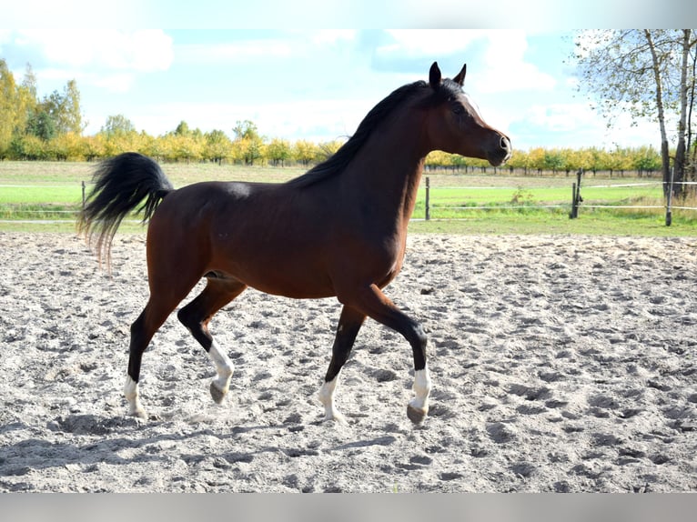 Pura Raza Árabe Caballo castrado 2 años 153 cm Castaño oscuro in Tuczępy