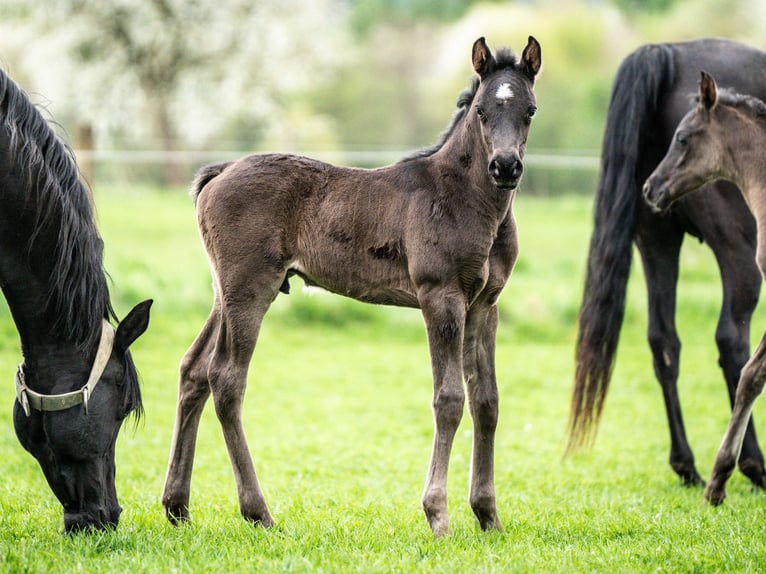 Pura Raza Árabe Caballo castrado 2 años 153 cm Negro in Herzberg am Harz