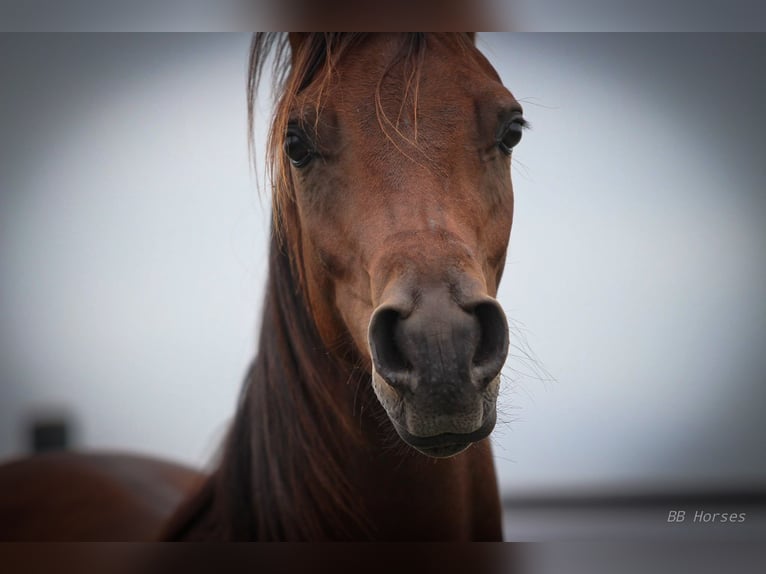 Pura Raza Árabe Caballo castrado 2 años 154 cm Castaño in Pastetten