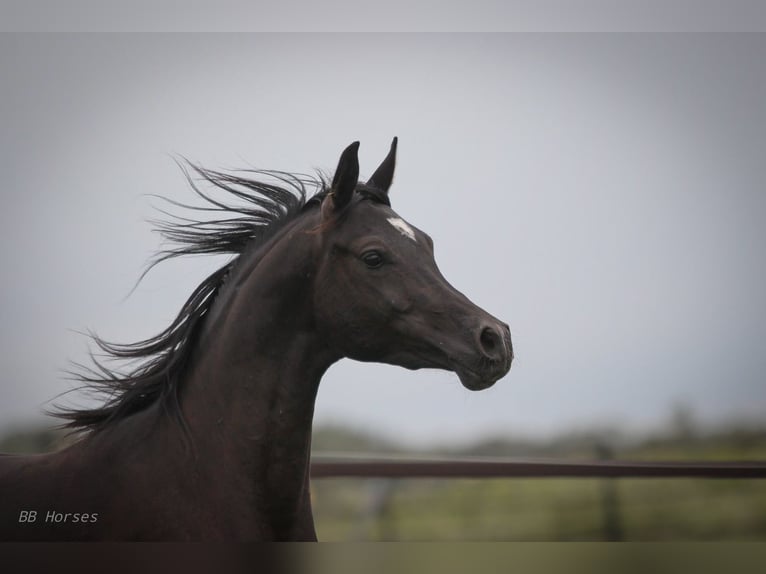 Pura Raza Árabe Caballo castrado 2 años 154 cm Negro in Pastetten