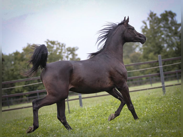 Pura Raza Árabe Caballo castrado 2 años 154 cm Negro in Pastetten