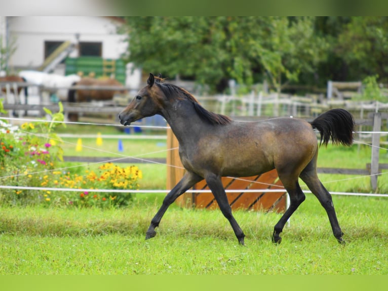 Pura Raza Árabe Caballo castrado 2 años 154 cm Tordo in Ammerbuch