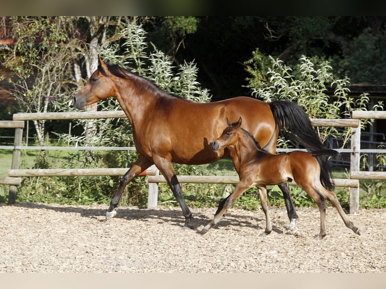 Pura Raza Árabe Caballo castrado 2 años 154 cm Tordo in Ammerbuch