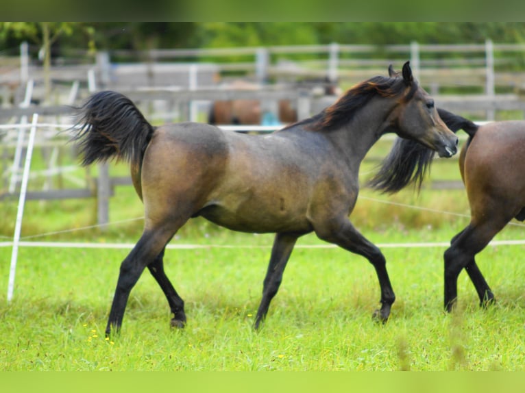 Pura Raza Árabe Caballo castrado 2 años 154 cm Tordo in Ammerbuch