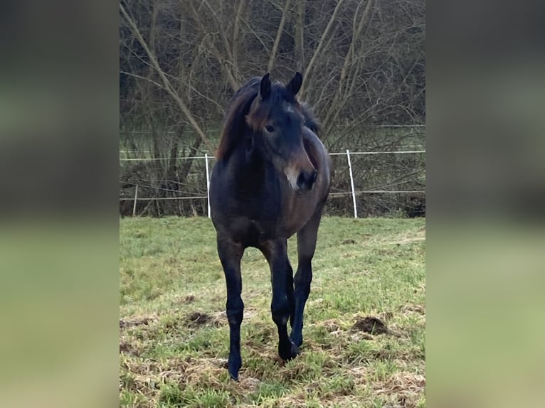 Pura Raza Árabe Caballo castrado 2 años 154 cm Tordo in Ammerbuch