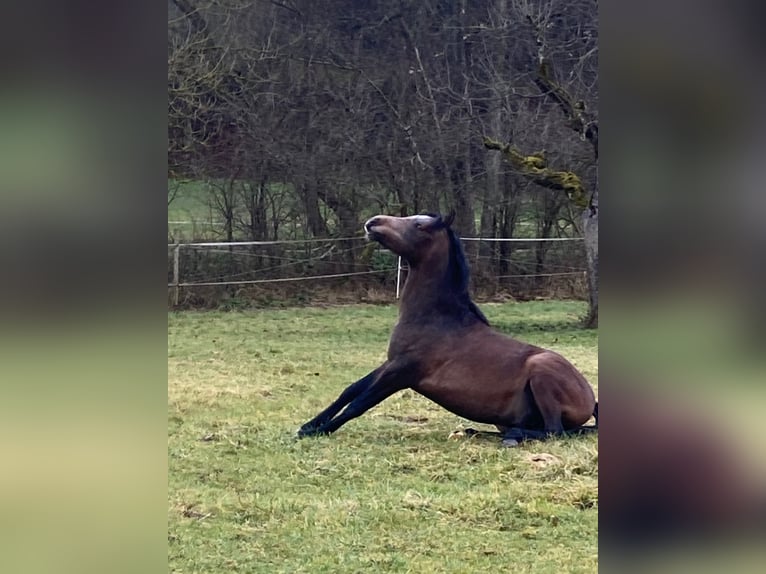 Pura Raza Árabe Caballo castrado 2 años 154 cm Tordo in AmmerbuchAmmerbuch