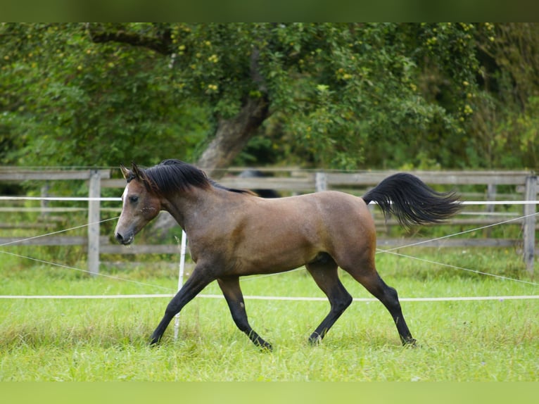 Pura Raza Árabe Caballo castrado 2 años 154 cm Tordo in AmmerbuchAmmerbuch