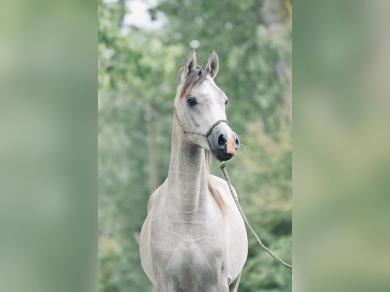 Pura Raza Árabe Caballo castrado 2 años 154 cm Tordo rodado in Meinersen