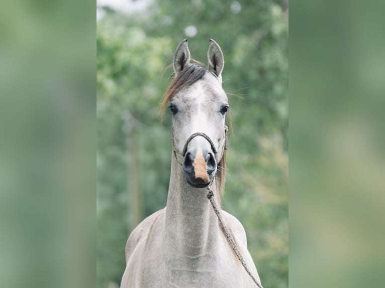 Pura Raza Árabe Caballo castrado 2 años 154 cm Tordo rodado in Meinersen