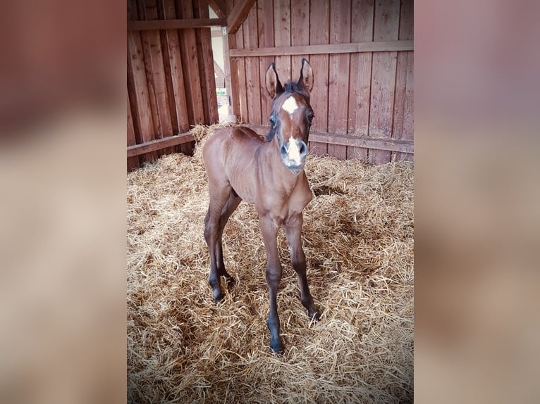 Pura Raza Árabe Caballo castrado 2 años 154 cm Tordo rodado in Meinersen