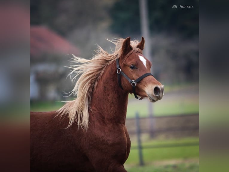 Pura Raza Árabe Caballo castrado 2 años 155 cm Alazán in Pastetten
