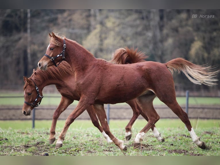 Pura Raza Árabe Caballo castrado 2 años 155 cm Alazán in Pastetten