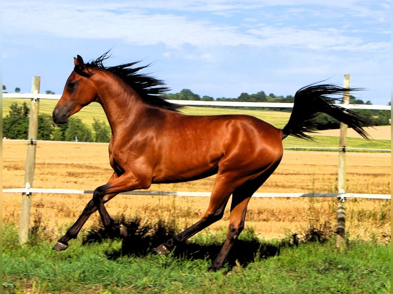 Pura Raza Árabe Caballo castrado 2 años 155 cm Castaño in Kehl