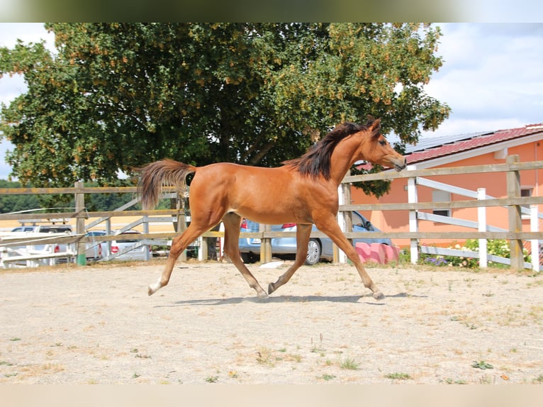 Pura Raza Árabe Caballo castrado 2 años 156 cm Castaño in Nellingen
