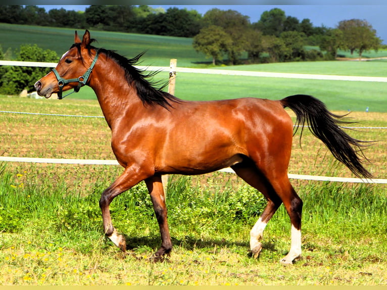 Pura Raza Árabe Caballo castrado 2 años 156 cm Castaño in Kehl