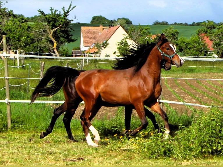 Pura Raza Árabe Caballo castrado 2 años 156 cm Castaño in Kehl
