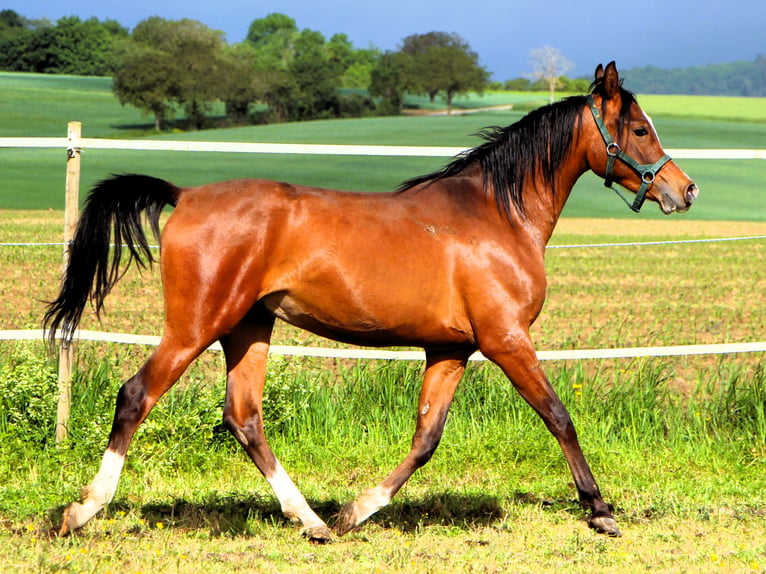 Pura Raza Árabe Caballo castrado 2 años 156 cm Castaño in Kehl