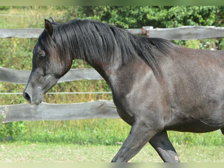 Pura Raza Árabe Caballo castrado 2 años 156 cm Tordo in KOPRIVNICA PRI BRESTANICI