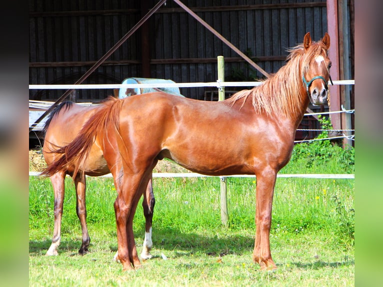 Pura Raza Árabe Caballo castrado 2 años 157 cm Alazán in Kehl