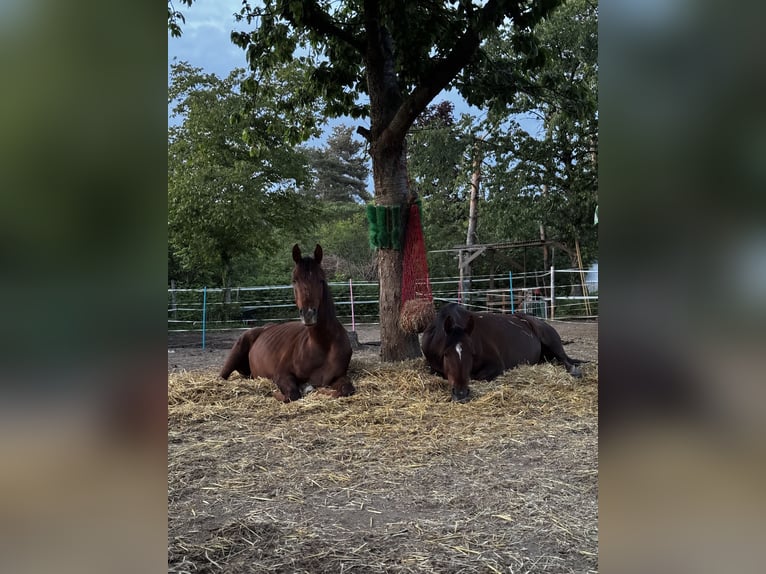 Pura Raza Árabe Caballo castrado 2 años 157 cm Alazán-tostado in Zeithain