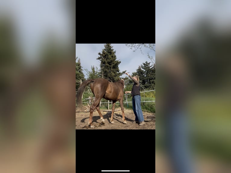 Pura Raza Árabe Caballo castrado 2 años 157 cm Alazán-tostado in Zeithain