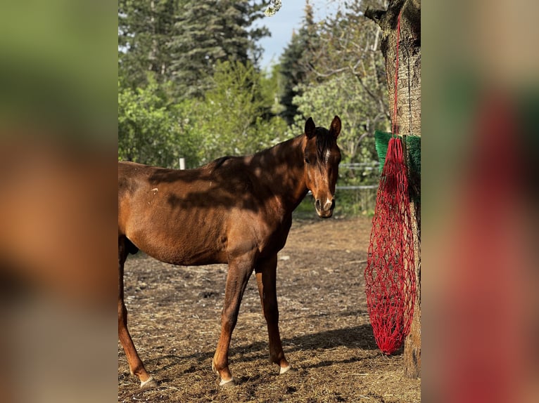 Pura Raza Árabe Caballo castrado 2 años 157 cm Alazán-tostado in Zeithain