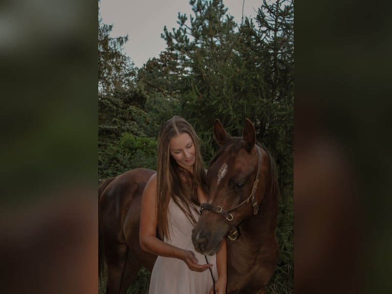 Pura Raza Árabe Caballo castrado 2 años 157 cm Alazán-tostado in Zeithain